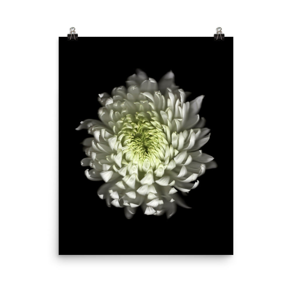 Ethereal Blooms Chrysanthemum no. 4 Scanography Premium Luster Photo Print