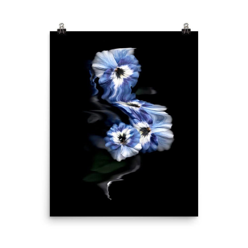 Azure Elegance Pansy Scanography Premium Luster Photo Print