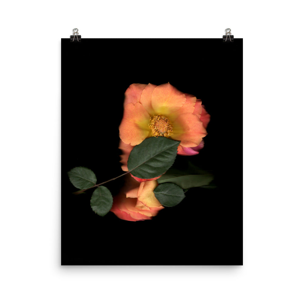 Rose Embrace Scanography Premium Luster Photo Paper Print