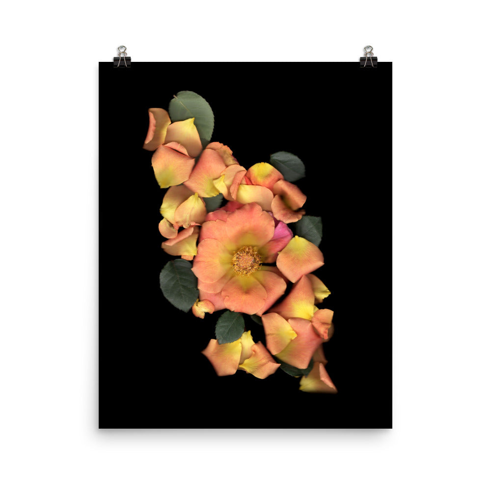 Orange Garden Rose Scanography Premium Luster Photo Paper Print