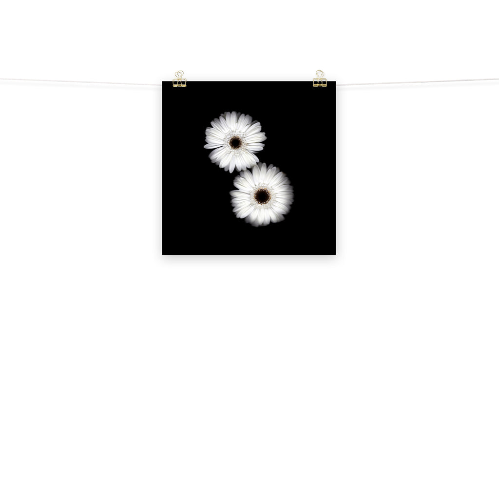 Snow Pair Gerbera Daisy Scanography Premium Luster Photo Paper Print