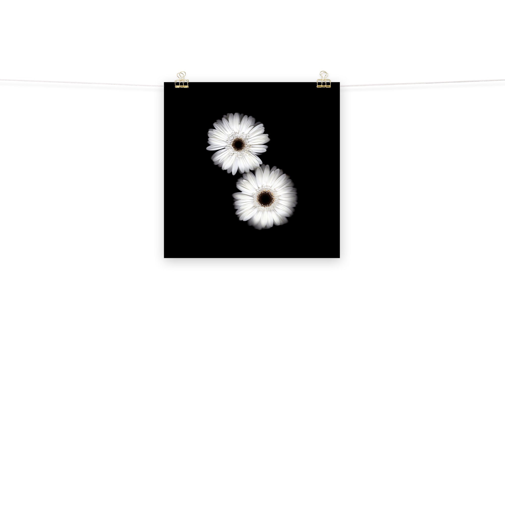 Snow Pair Gerbera Daisy Scanography Premium Luster Photo Paper Print