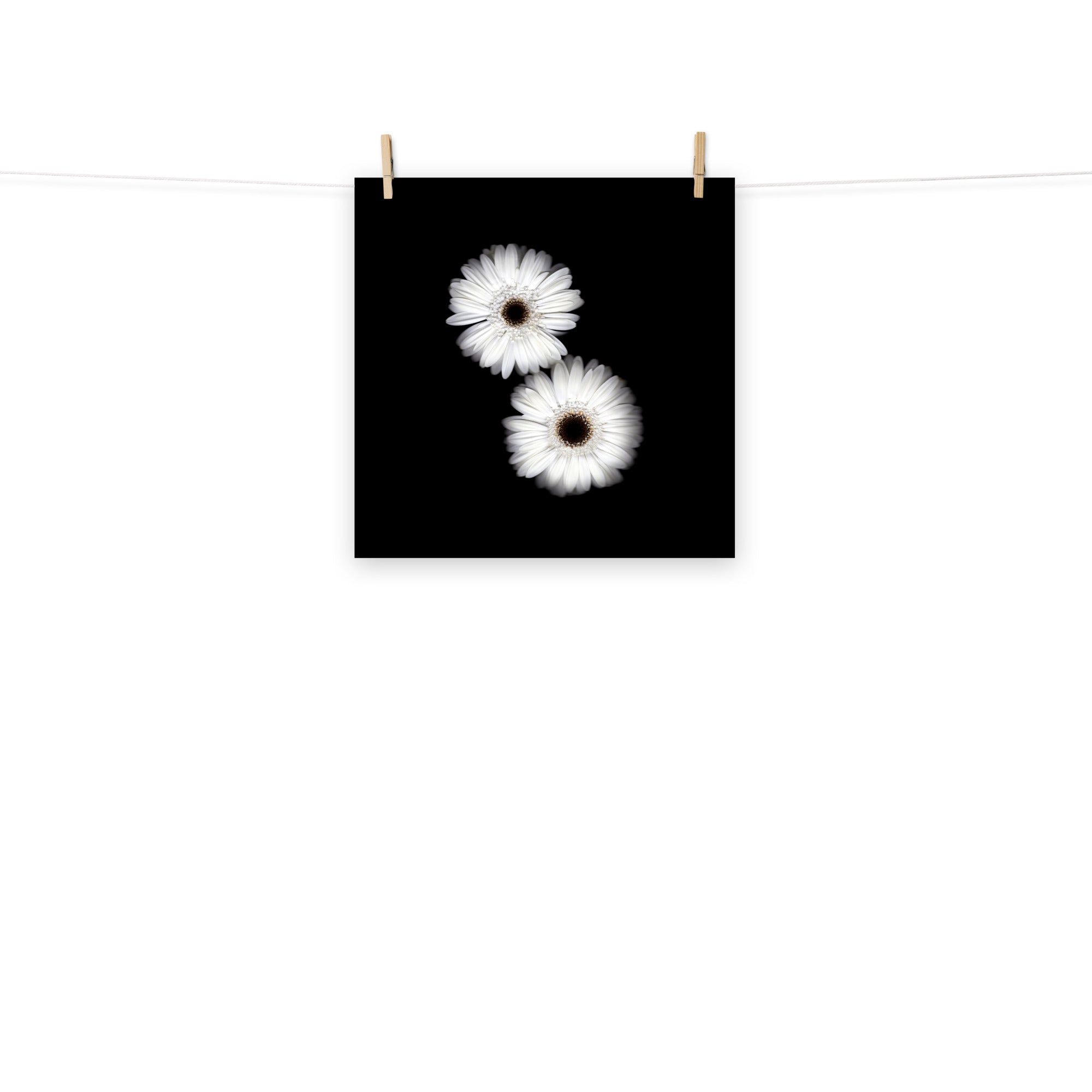 Snow Pair Gerbera Daisy Scanography Premium Luster Photo Paper Print