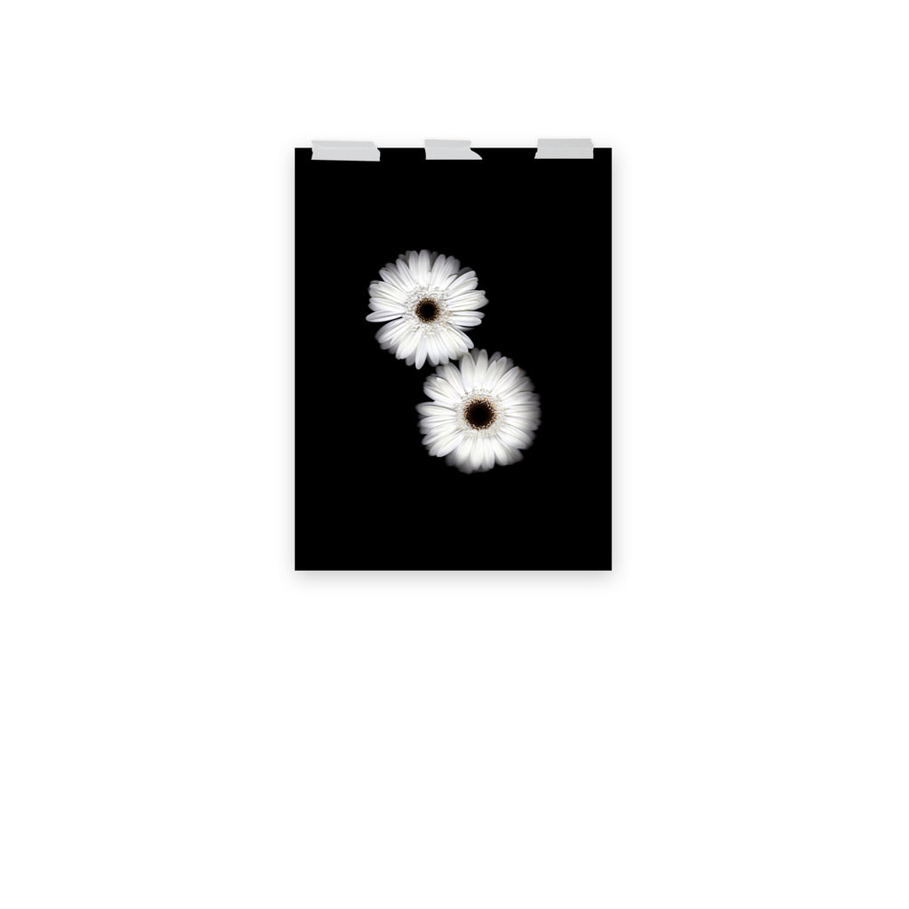 Snow Pair Gerbera Daisy Scanography Premium Luster Photo Paper Print