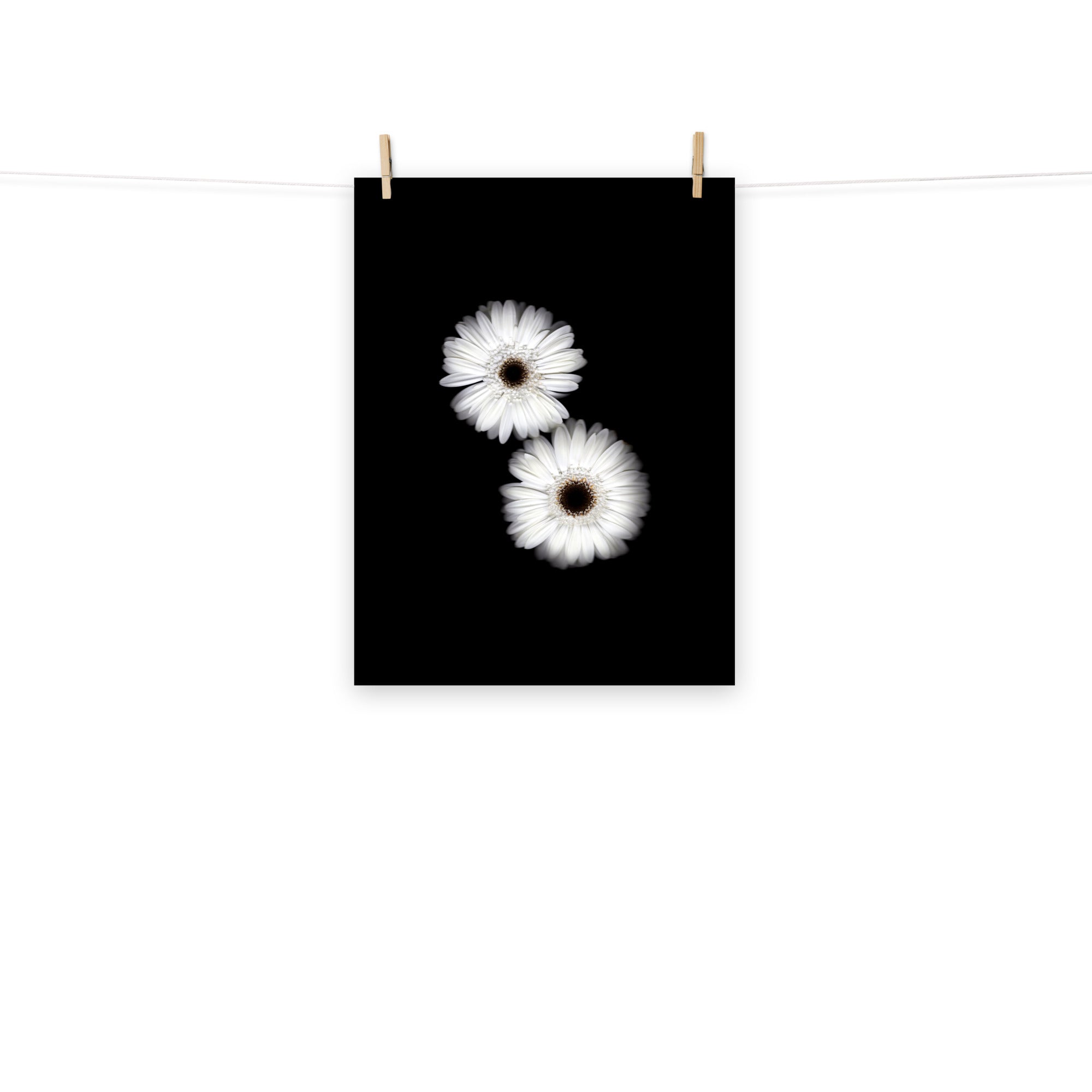 Snow Pair Gerbera Daisy Scanography Premium Luster Photo Paper Print
