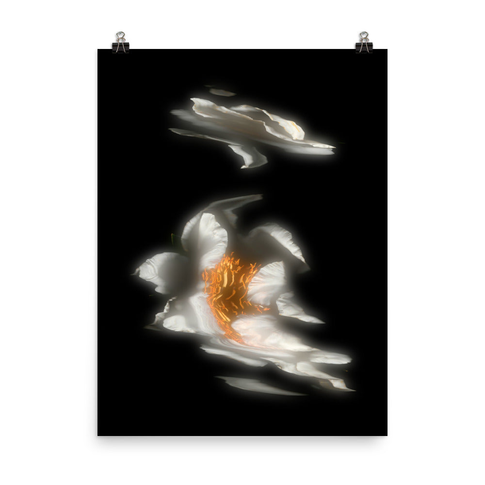 Glow Peony Scanography no. 2 Premium Luster Photo Paper Print