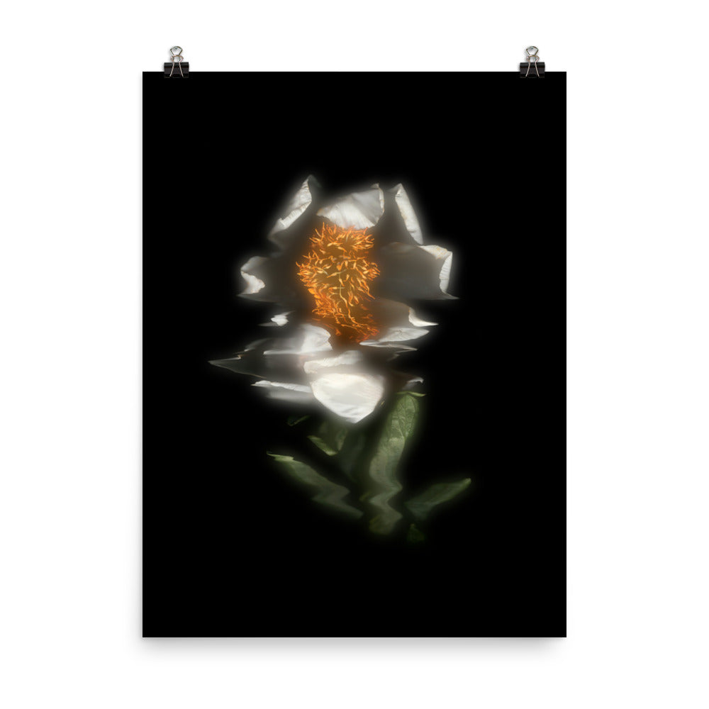 Glow Peony Scanography no. 4 Premium Luster Photo Paper Print