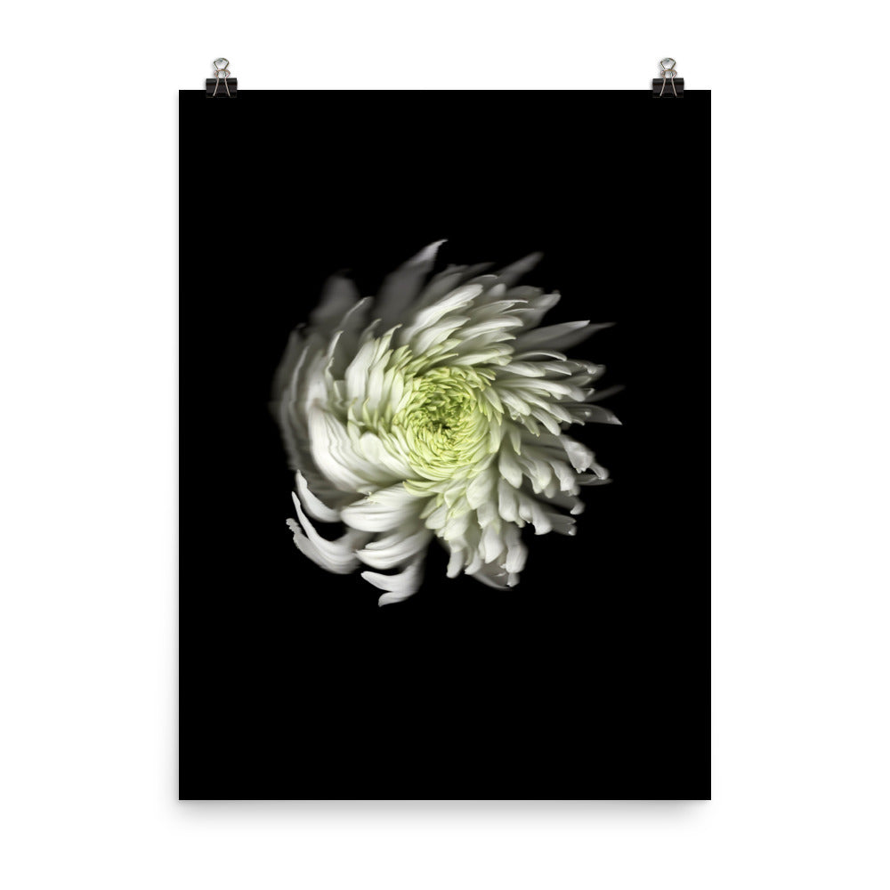 Ethereal Blooms Chrysanthemum no. 2 Scanography Premium Luster Photo Print