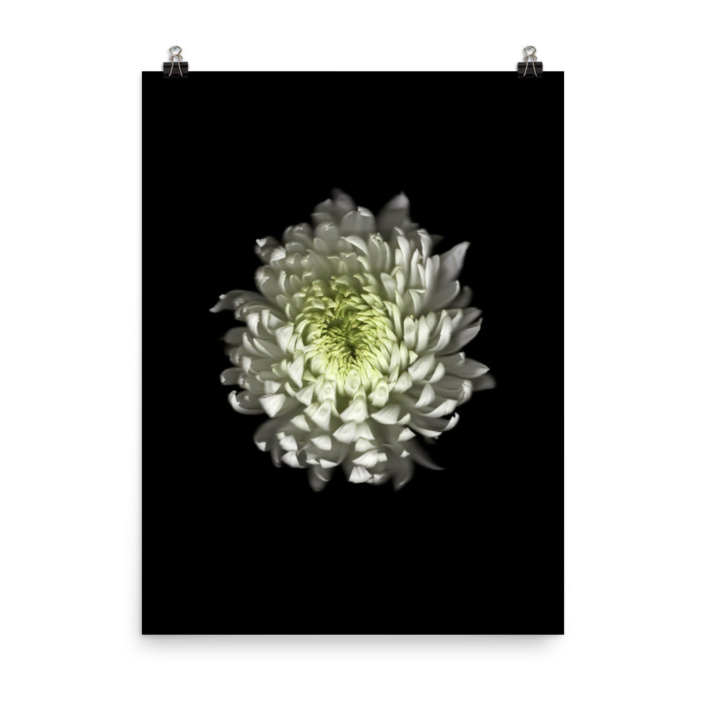 Ethereal Blooms Chrysanthemum no. 4 Scanography Premium Luster Photo Print