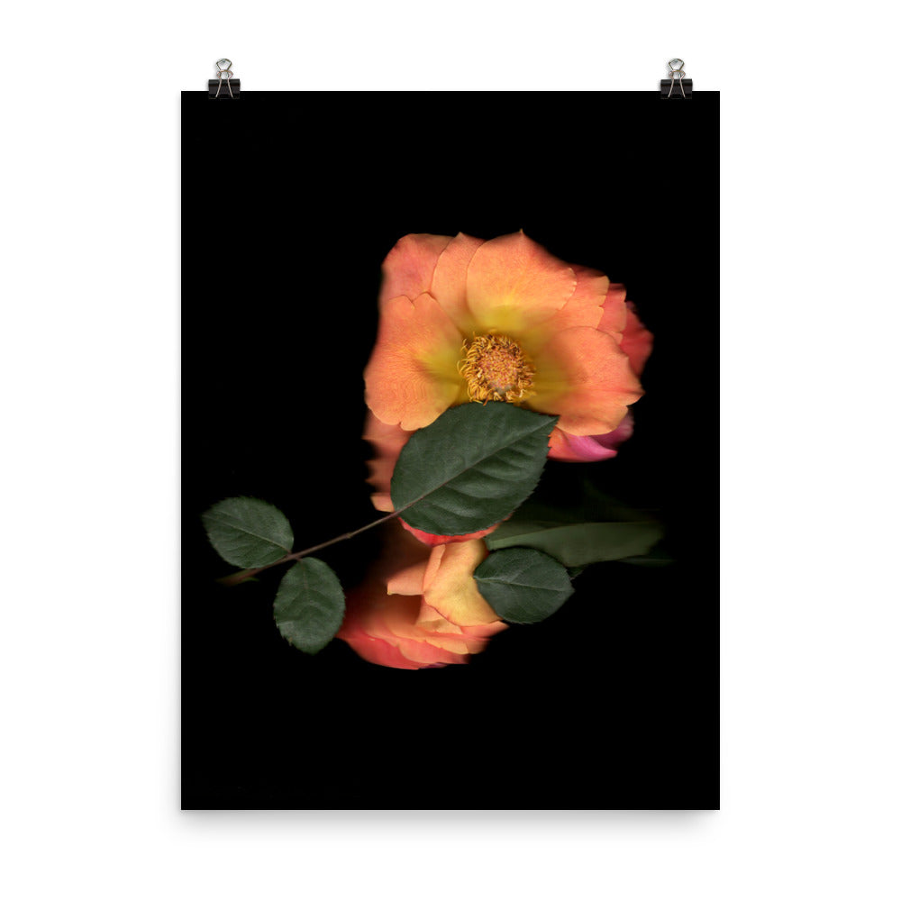 Rose Embrace Scanography Premium Luster Photo Paper Print