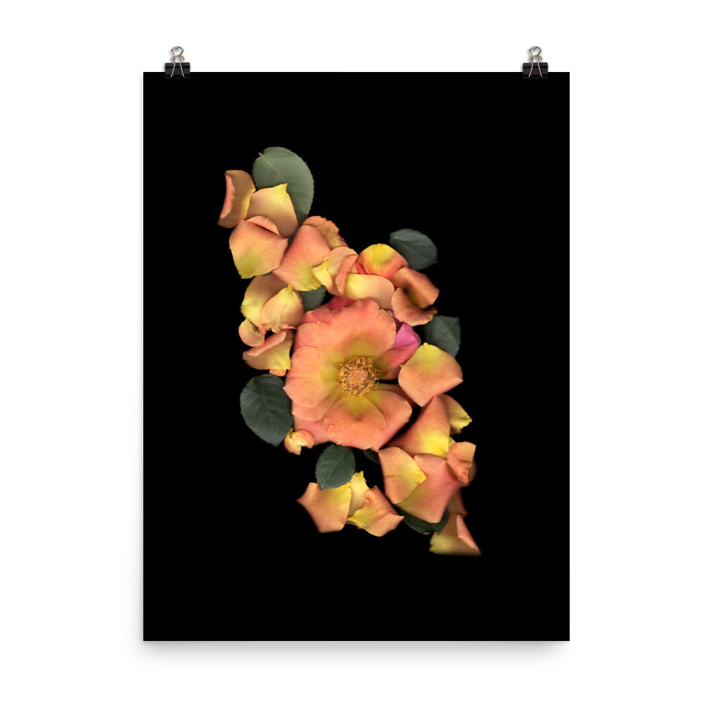 Orange Garden Rose Scanography Premium Luster Photo Paper Print