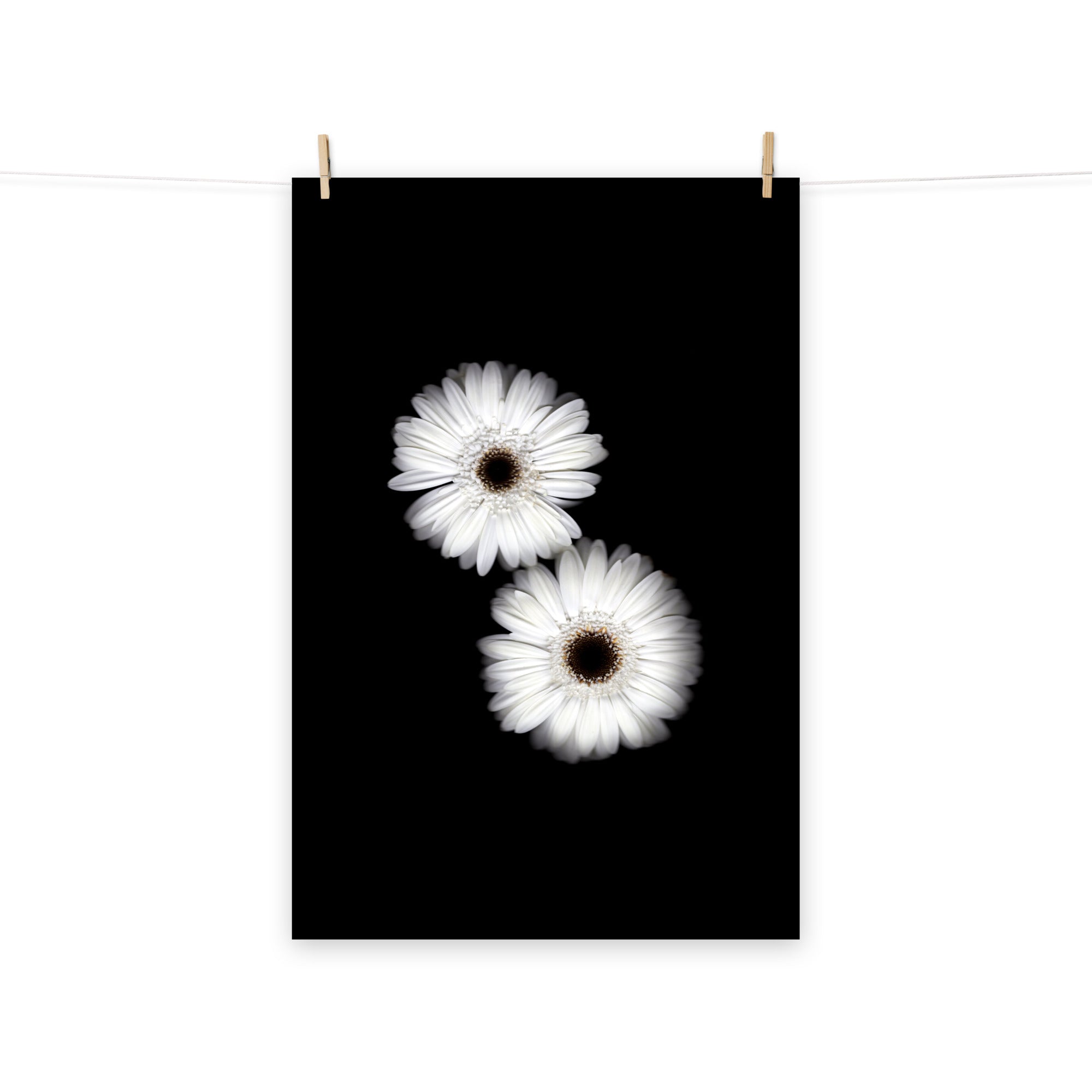 Snow Pair Gerbera Daisy Scanography Premium Luster Photo Paper Print