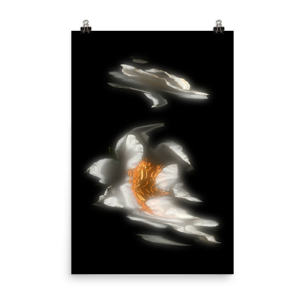 Glow Peony Scanography no. 2 Premium Luster Photo Paper Print