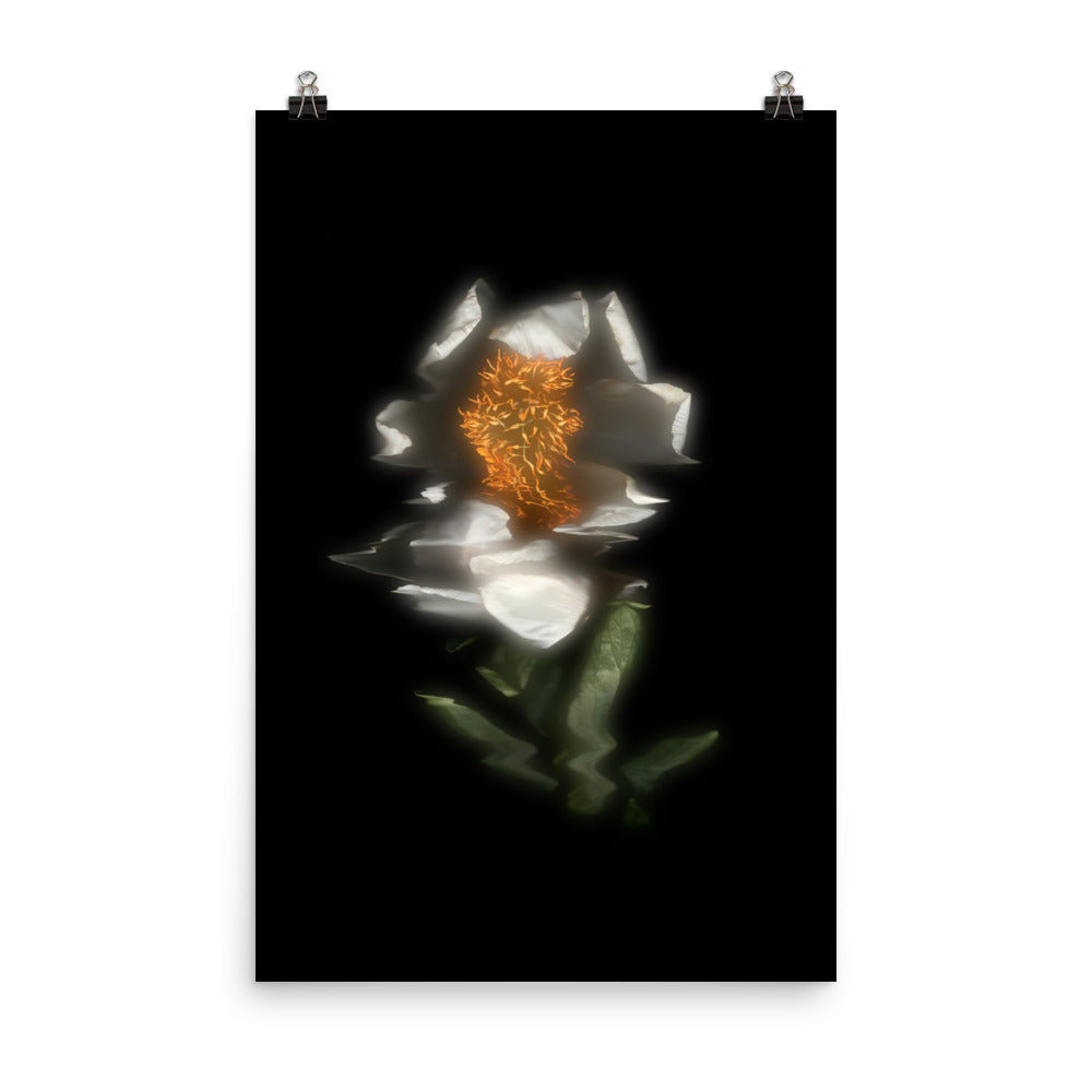 Glow Peony Scanography no. 4 Premium Luster Photo Paper Print