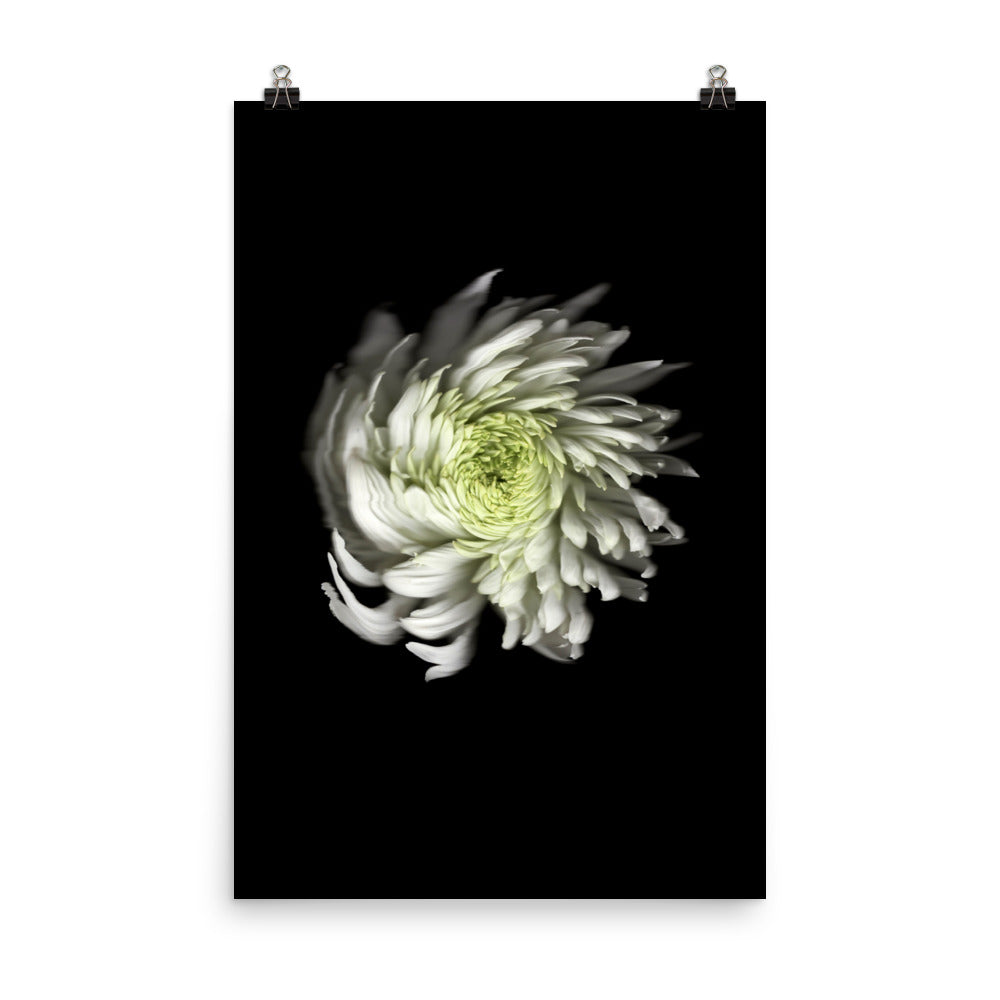 Ethereal Blooms Chrysanthemum no. 2 Scanography Premium Luster Photo Print