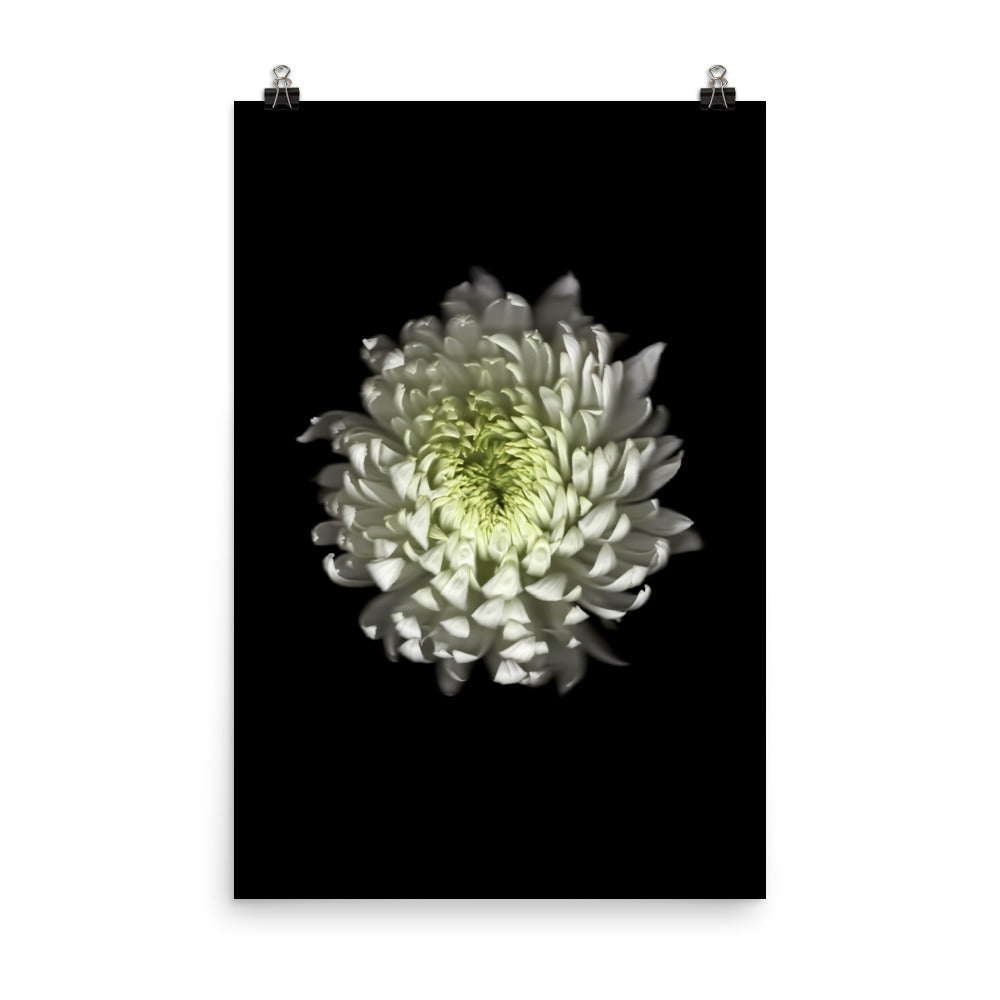 Ethereal Blooms Chrysanthemum no. 4 Scanography Premium Luster Photo Print