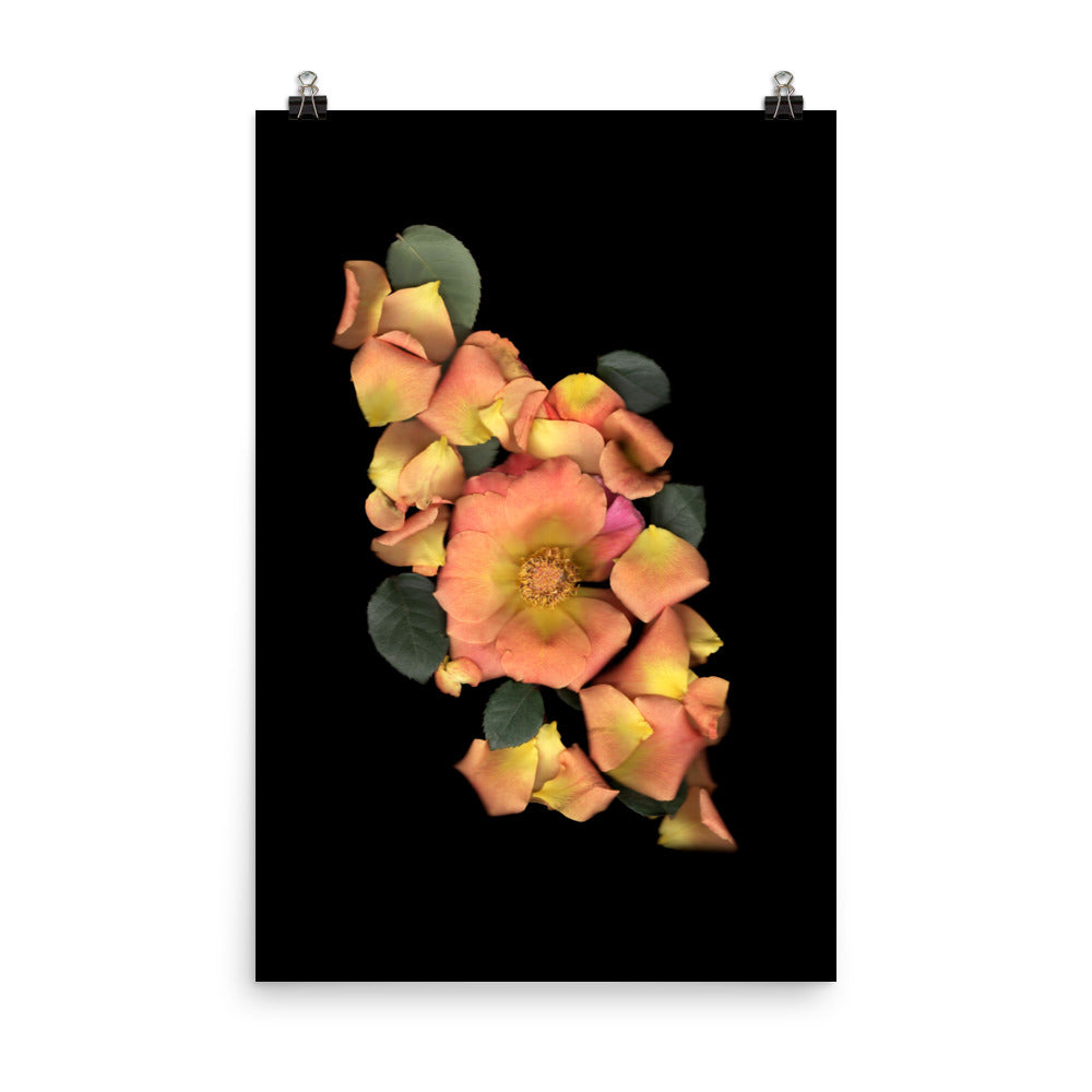 Orange Garden Rose Scanography Premium Luster Photo Paper Print