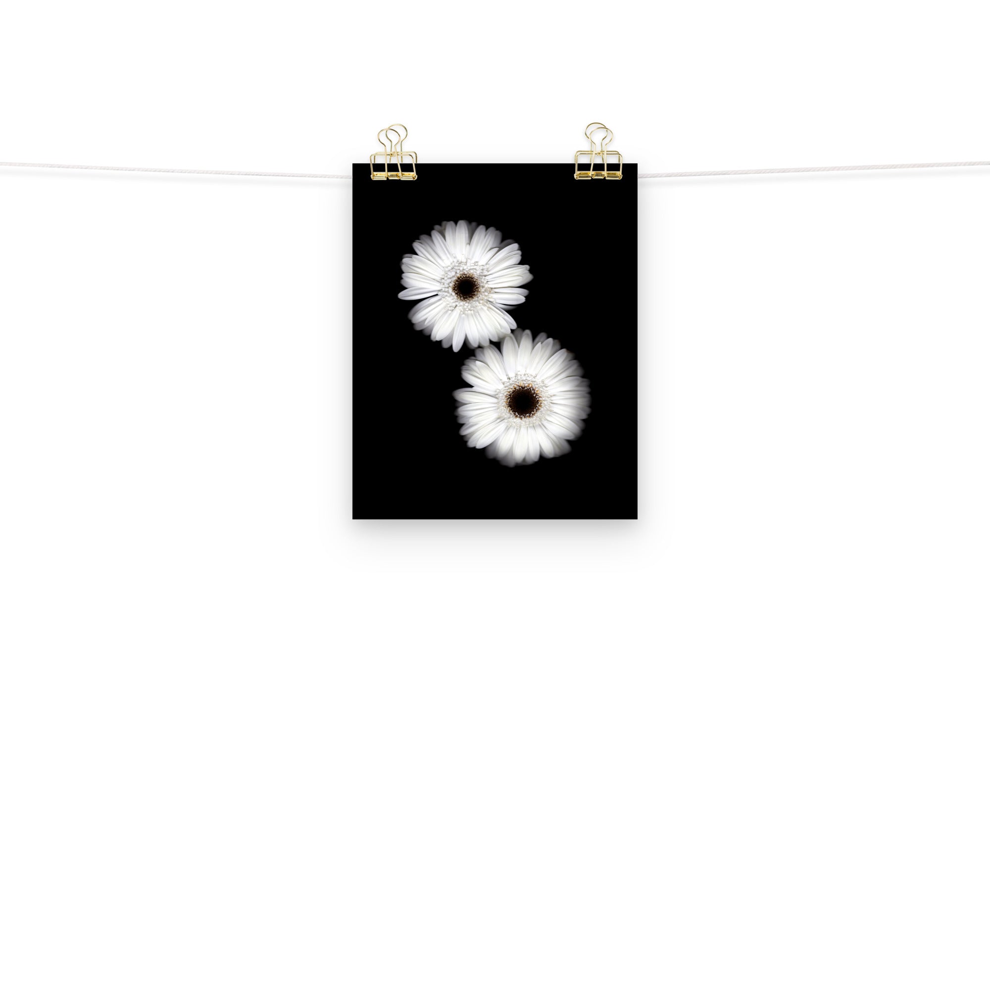 Snow Pair Gerbera Daisy Scanography Premium Luster Photo Paper Print