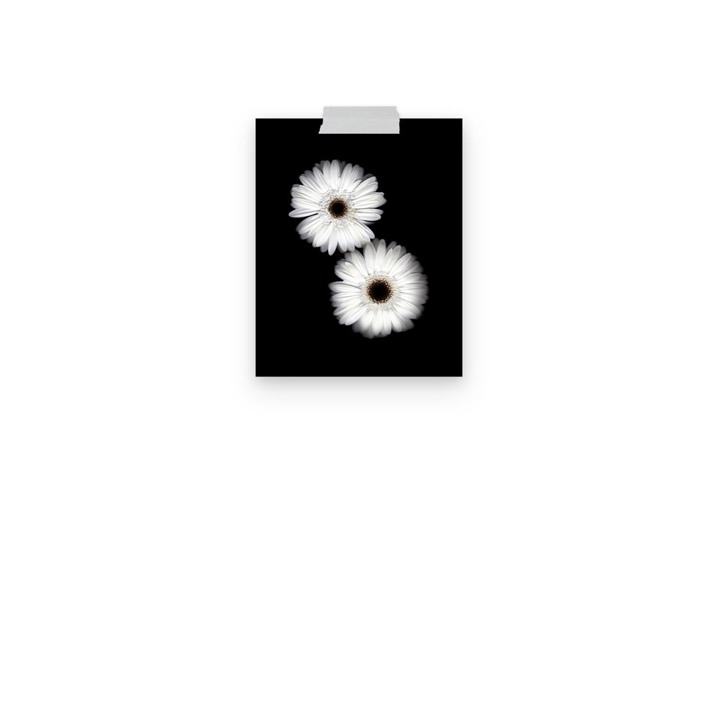 Snow Pair Gerbera Daisy Scanography Premium Luster Photo Paper Print