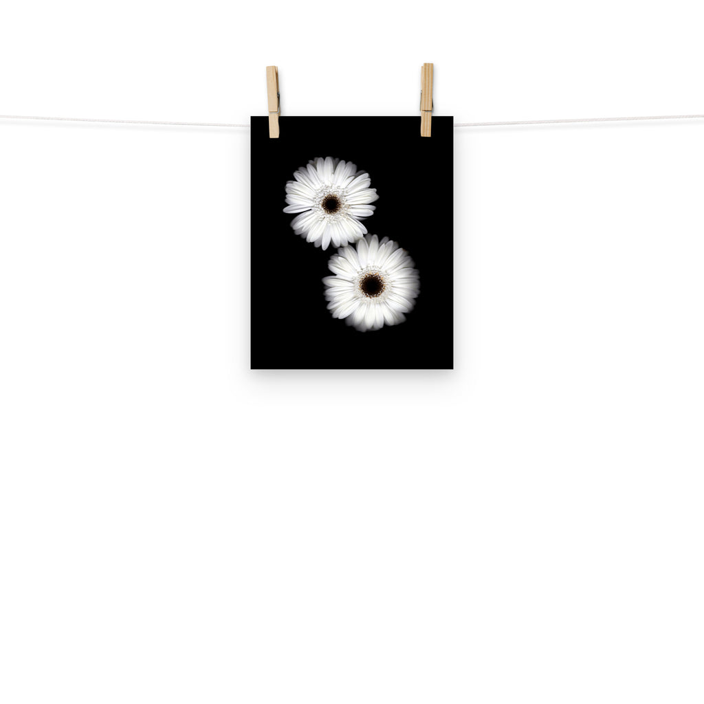 Snow Pair Gerbera Daisy Scanography Premium Luster Photo Paper Print