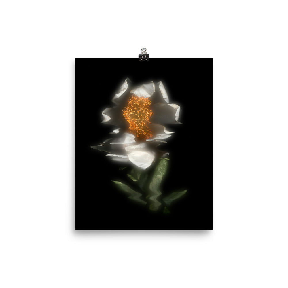 Glow Peony Scanography no. 4 Premium Luster Photo Paper Print