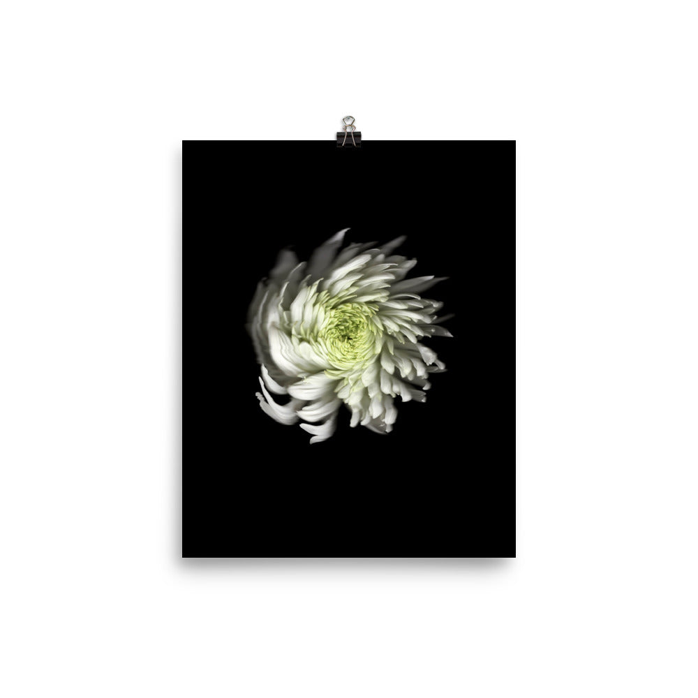 Ethereal Blooms Chrysanthemum no. 2 Scanography Premium Luster Photo Print