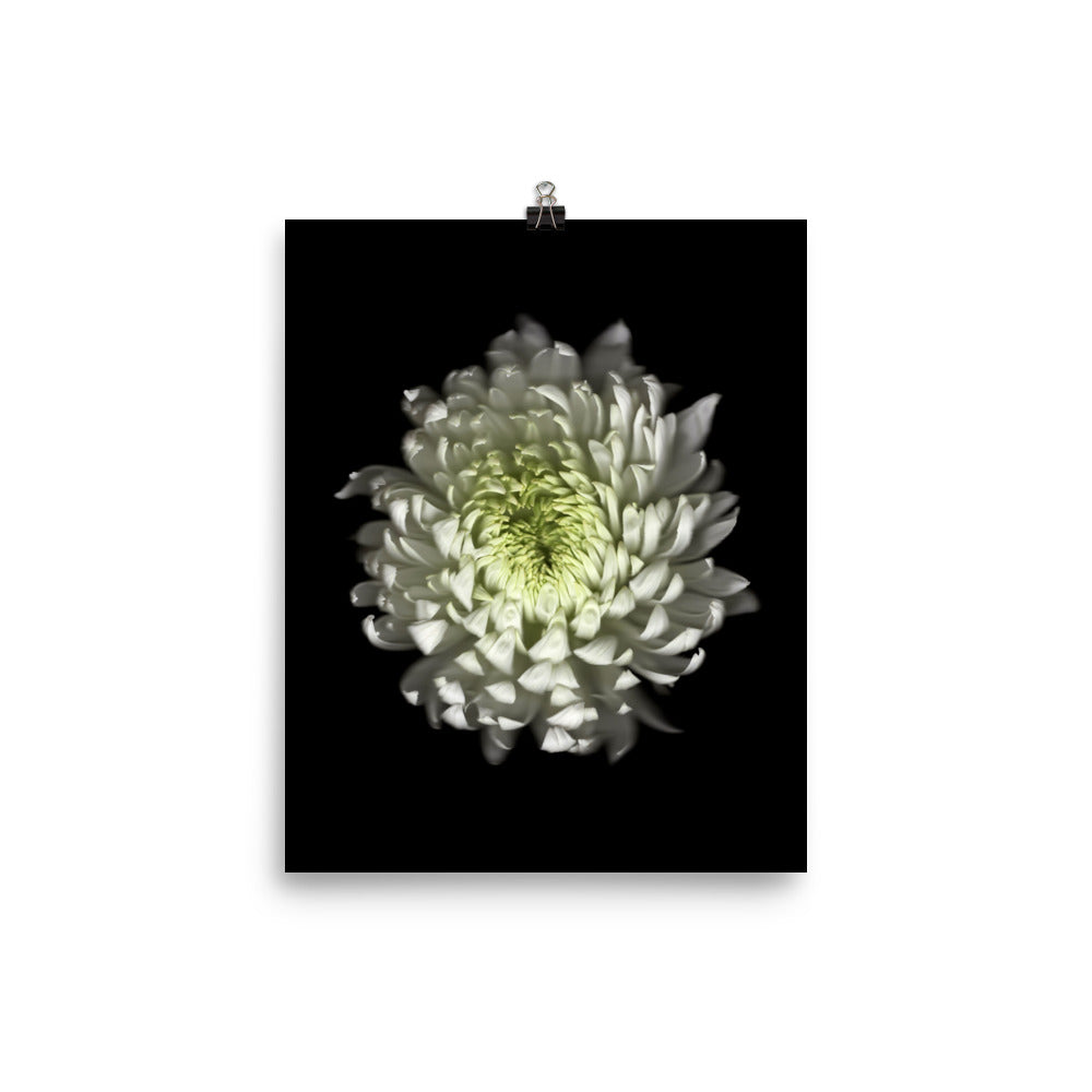 Ethereal Blooms Chrysanthemum no. 4 Scanography Premium Luster Photo Print