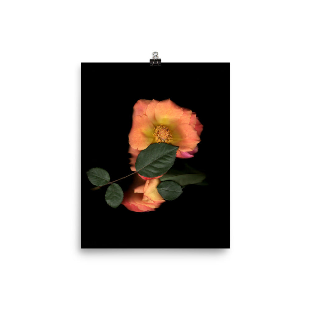 Rose Embrace Scanography Premium Luster Photo Paper Print