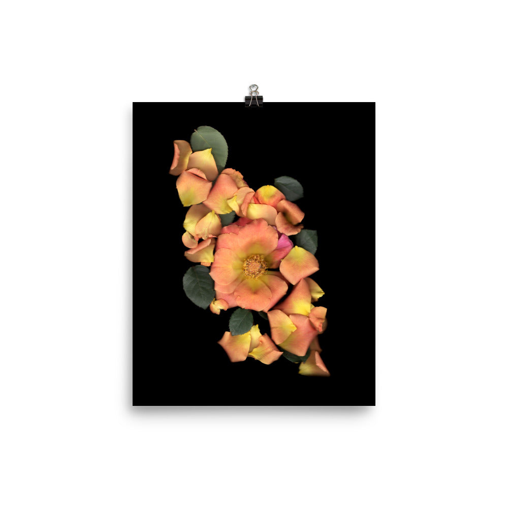 Orange Garden Rose Scanography Premium Luster Photo Paper Print