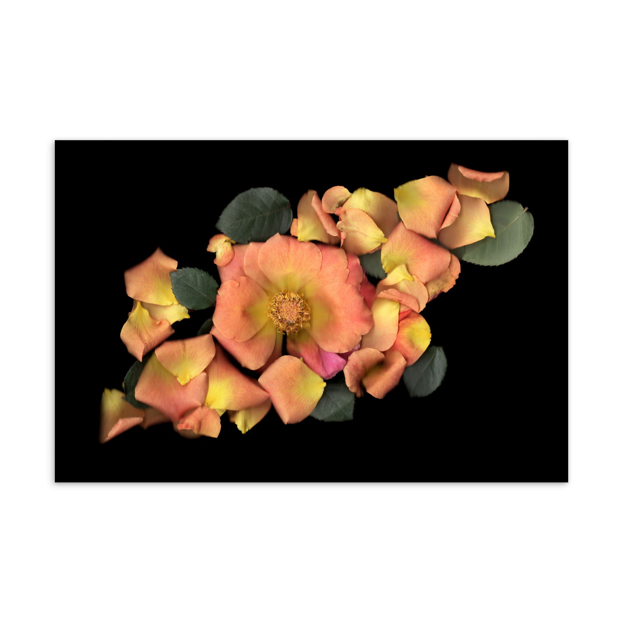 Orange Garden Rose Scanography Postcard